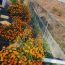 메리골드 이미지