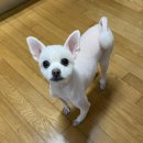 예뻐질개 이미지