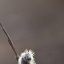 강아지 천국 이미지