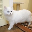 식빵굽는나비 이미지