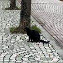 헤이다니