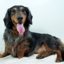 베르네집 이미지