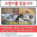 [대구][수성동4가] 고양이를 찾습니다. 이미지