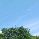 고원 카카오 검색결과