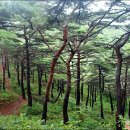 전망대길 10 이미지