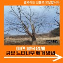 여주-1063 | 이천 벌목업체 굵은 느티나무 제거 방법