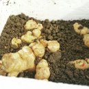 생강부엌 이미지