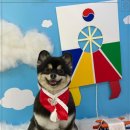 명미애견 네이버블로그