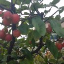 영동군치매안심센터 이미지