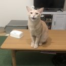 요미야 놀자 이미지