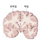 송여자경로당 | 청소년 뇌 발달상의 놀라운 변화(2)/ 신경회로 증가와 가지치기
