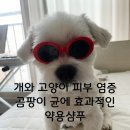 개와고양이 | 개와 고양이 피부 염증 곰팡이 균에 프루너스 닥터 미코클로딘 샴푸액 동물 피부병 약용샴푸 사용방법