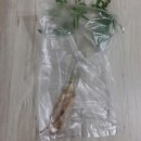새싹향기농장
