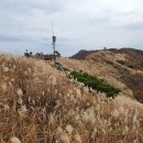 보령청과 이미지