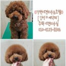 강변애견미용호텔 이미지