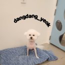 쥬쥬애견