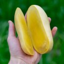 탑스유통 | 2월 방콕 3박 5일 여행 - 태국 망고 종류 🥭, 태국 TOPS 마트 망고 구매 &amp; 무료 컷팅 후기