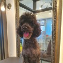 라니네 애견샵 이미지