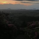참꽃이 가득 🌸 제주의 5월 다랑쉬 오름(월랑봉)의 특별한 모습