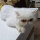전북펫