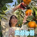 제주겨울여행 제주아이랑 귤따기체험 천혜향따기체험