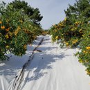 삼우농원 이미지