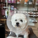 조규만외과동물병원 | 부천 조규만 외과동물병원 강아지 십자인대 파열 TPLO수술 후기 1편