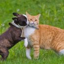 친구가 될 동물병원 이미지