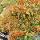 아마란스 이미지