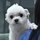 연향동물병원 이미지