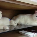 흰둥이 이미지
