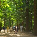 평창 상원사 중창권선문 이미지