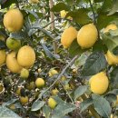 남원읍-41 이미지