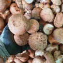 장수 고랭지 표고버섯&무안 햇 꿀고구마!!!! 이미지
