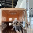 해피한 멍 이미지