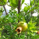 병현농장 이미지