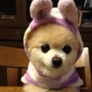 귀여운 강아지 이미지