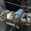 새들농장 Daum카페