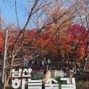 남산작은도서관 | 새로 개장한 N서울타워로 가는 무장애길 &lt;남산하늘숲길&gt; (2025. 11. 15. 단풍현황)🍁