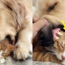 인절미