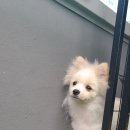 헬로우, 마루네 애견운동장 이미지