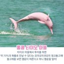 수상카 | 홍콩 필수 투어 ✨ 옹핑360 케이블카 + 타이오 수상마을 + 핑크 돌고래 체험기 🐬