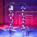 제주아트 서커스 이미지