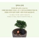 매화랜드 | 에버랜드 가든패스 단풍캠프닉 &amp; 분재 크래프트 체험 후기