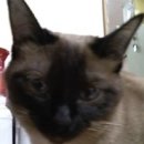 심재웅동물병원 이미지