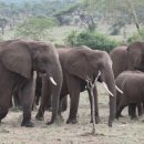 하쿠나마타타 이미지