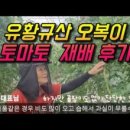 이복순농장 | 유황규산 오복이 살포 토마토 재배 놀라운 후기