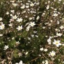 서성일로 이미지