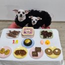 독구제과 이미지