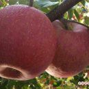 홍은농장 이미지